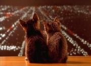 金年会官方-爵士对阵独行侠，武切维奇交出史诗级答卷，奏响冠军级中锋的深沉交响