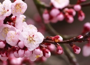 金年会平台-库里50分创纪录！篮网横扫骑士揭示联盟新格局