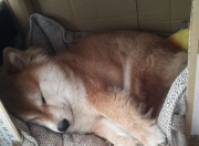 金年会娱乐-绿茵烽火，格列兹曼关键制胜与突尼斯血拼阿根廷的足球史诗