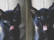 金年会官方-无冕中场与北欧寒刃，卡马文加的压制艺术与瑞典式收割