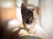 金年会app下载-热火队提前终结悬念轻取北京，班凯罗巨星价值尽显无遗