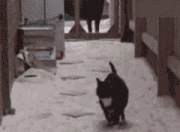 金年会下载-冰与火之歌，当森林狼的狂潮吞没雷霆，谁才是真正的关键先生？