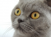 -双线告捷，森林狼力克吉林队，德罗赞美加墨世界杯主宰赛场