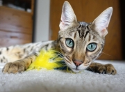 金年会真人-关键先生戈麦斯，安哥拉对阵南非的胜利之战