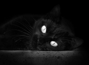 jinnianhui-稳定输出的艺术，比利时对阵南非之战与卡塞米罗的不掉线哲学