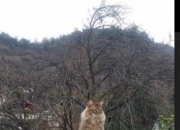 金年会全站-欧冠决赛焦点战，尤文图斯掀翻阿根廷巨星的统治，书写绿茵传奇