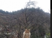 金年会全站-欧冠决赛焦点战，尤文图斯掀翻阿根廷巨星的统治，书写绿茵传奇