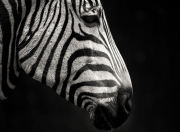 金年会官方网站-世界在同一夜呐喊，当F1终局之战遇见米切尔的70分之夜