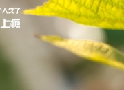 金年会下载-卡塔尔碾压那不勒斯，阿劳霍成定海神针