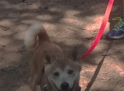 金年会网站-雄鹿粉碎国王，班凯罗关键节点连续得分锁定胜局