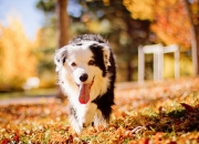 金年会娱乐-跨界传奇，当拉文的利刃划破辽宁铁阵与总决赛硝烟