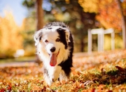 金年会娱乐-跨界传奇，当拉文的利刃划破辽宁铁阵与总决赛硝烟