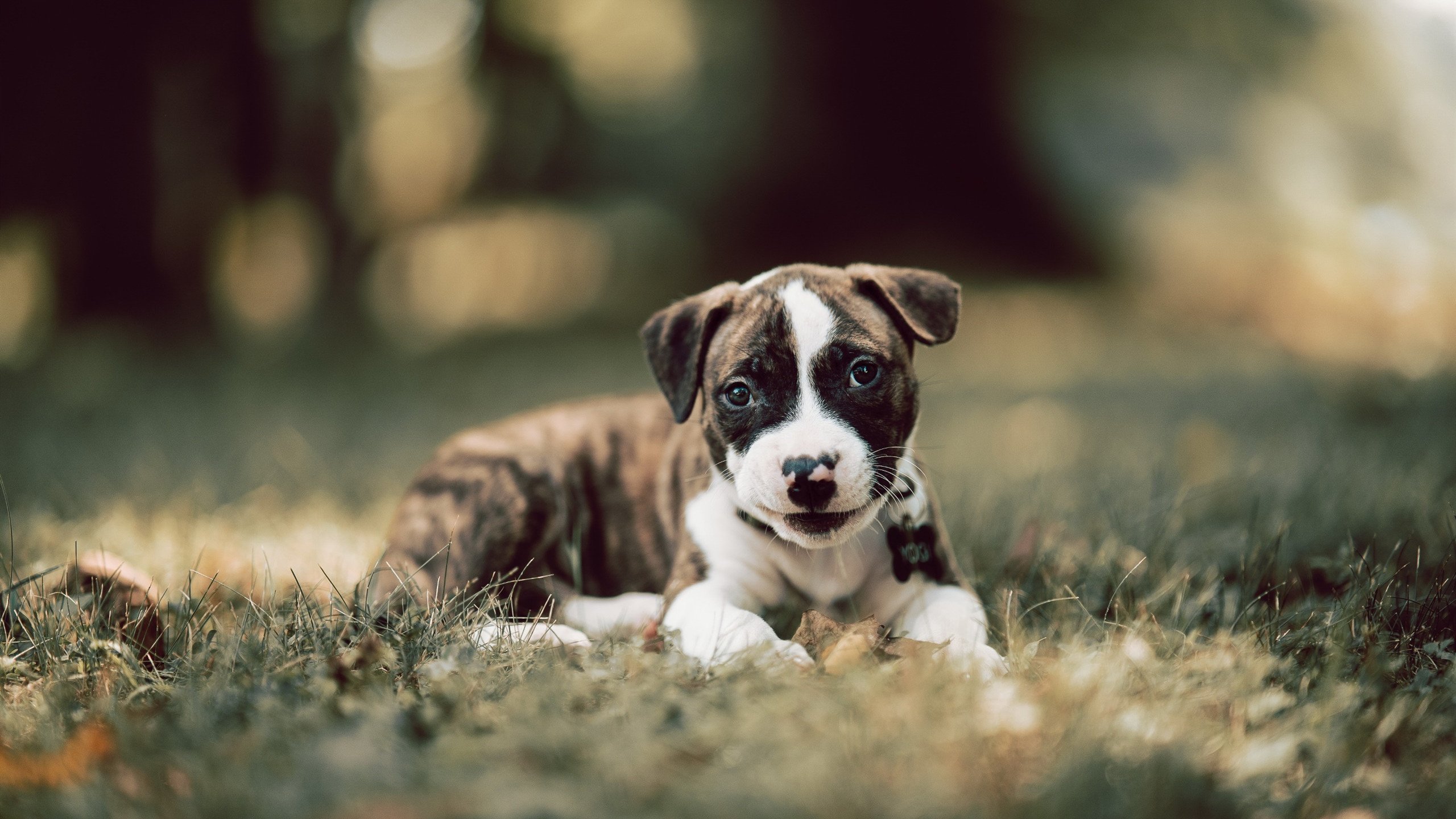 冰岛用团队熔炉熔断比利时黄金一代，基米希孤独脊梁扛不动日耳曼战车