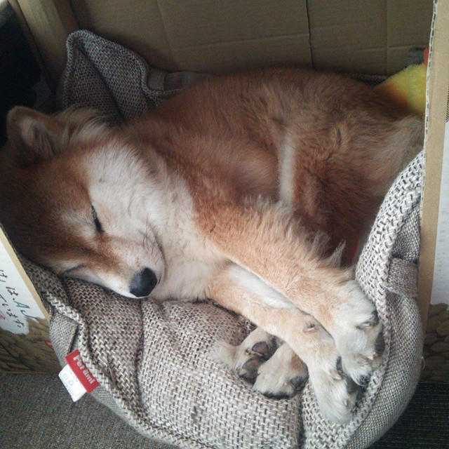 绿茵烽火,格列兹曼关键制胜与突尼斯血拼阿根廷的足球史诗