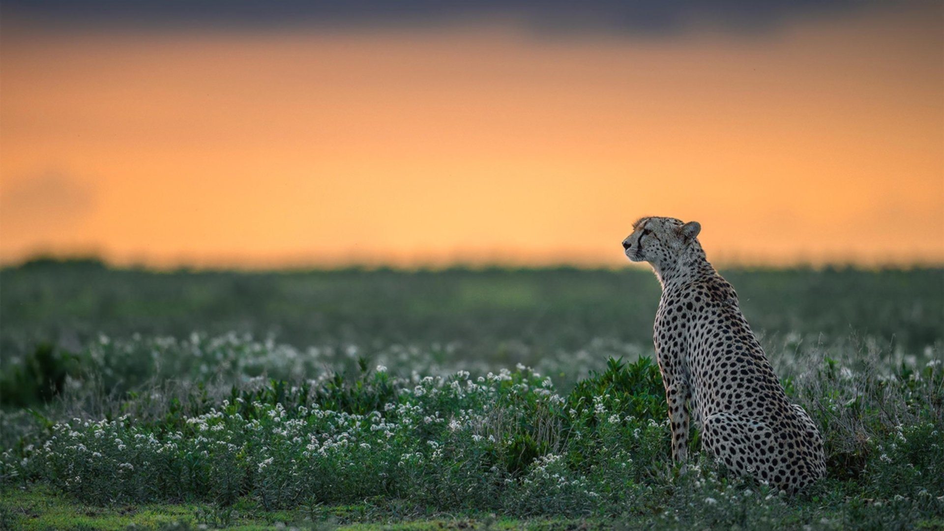 赛场交响诗,F1银箭战术与詹姆斯的攻防独白