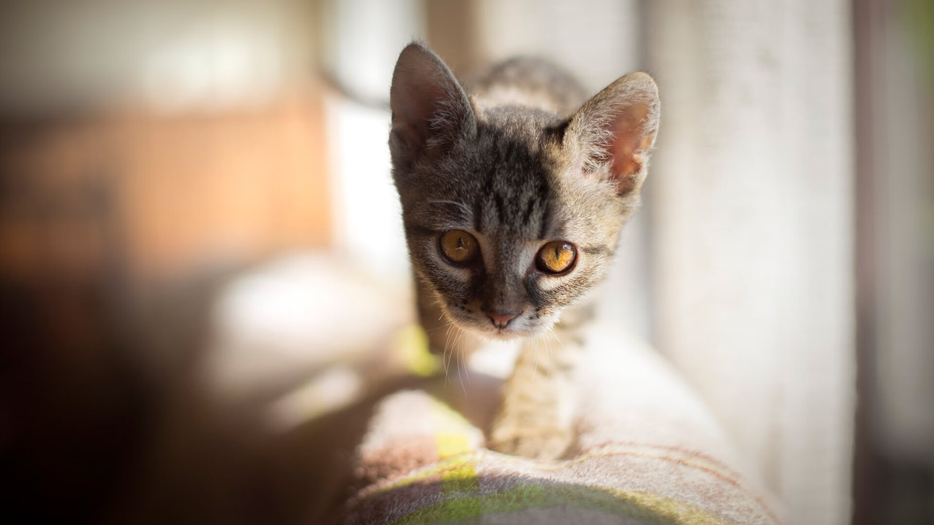 热火队提前终结悬念轻取北京,班凯罗巨星价值尽显无遗