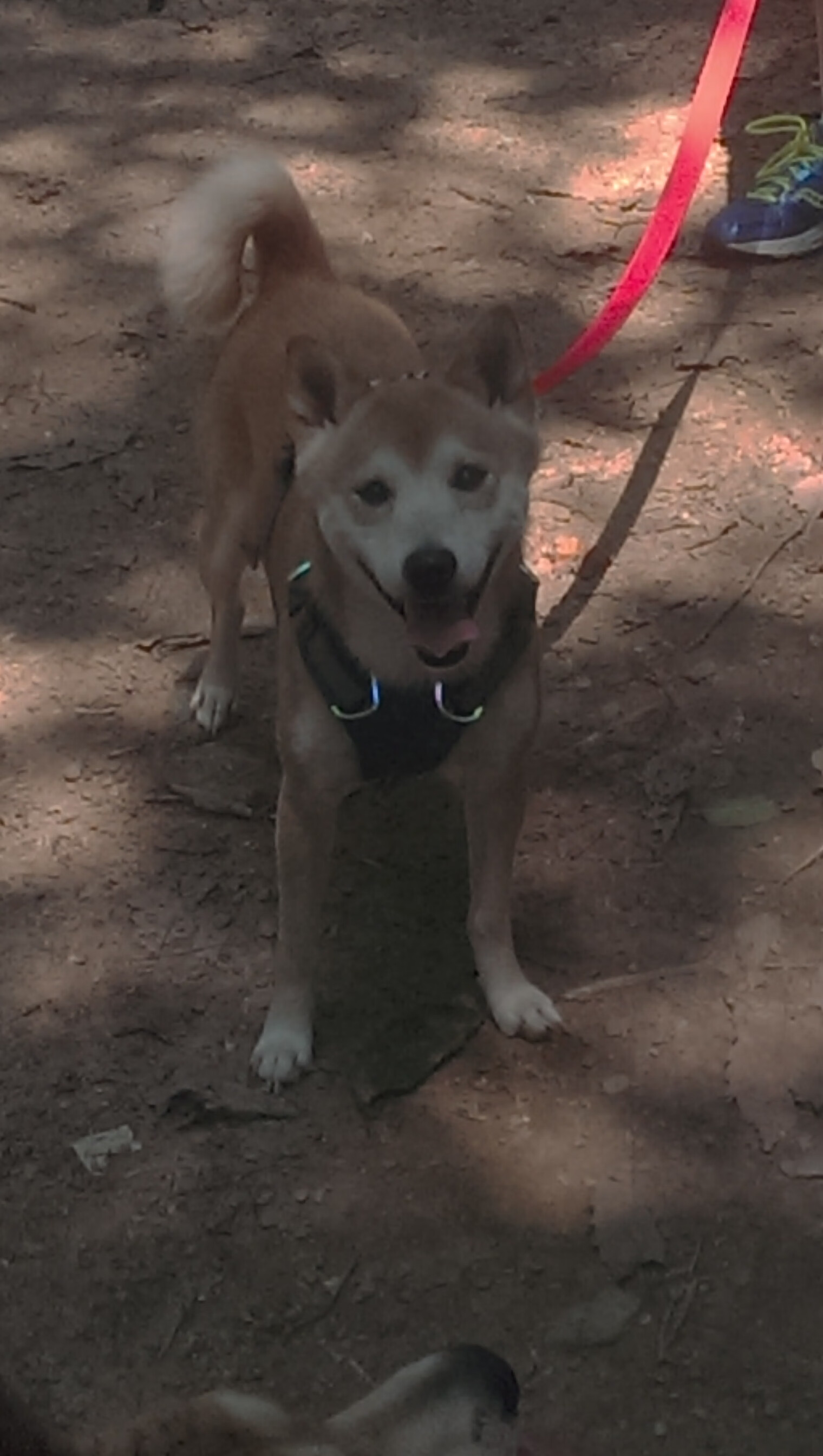 钢铁意志，从约基奇关键回合到新疆队的鏖战