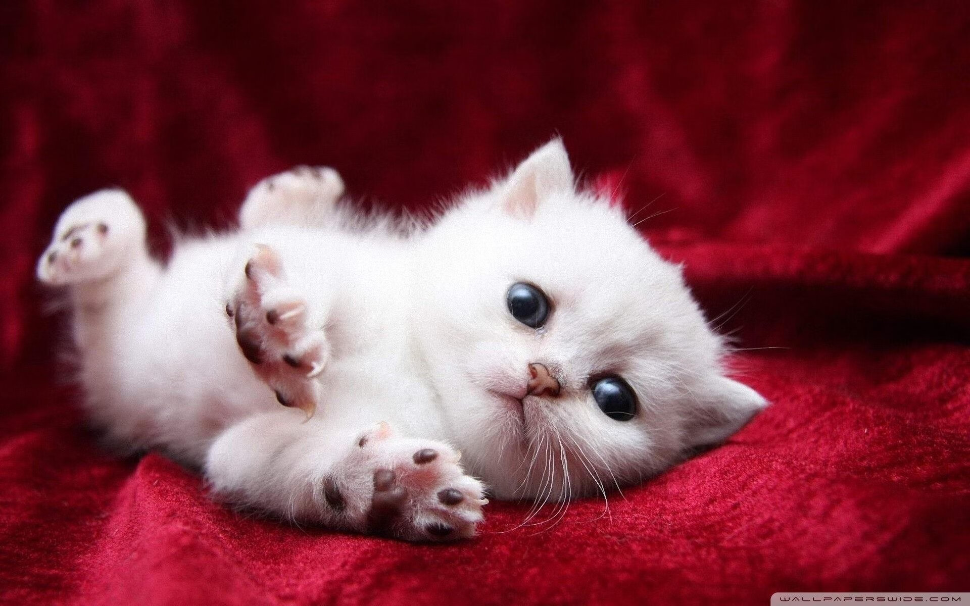 当约基奇遇上东北虎，一场颠覆认知的篮球对话