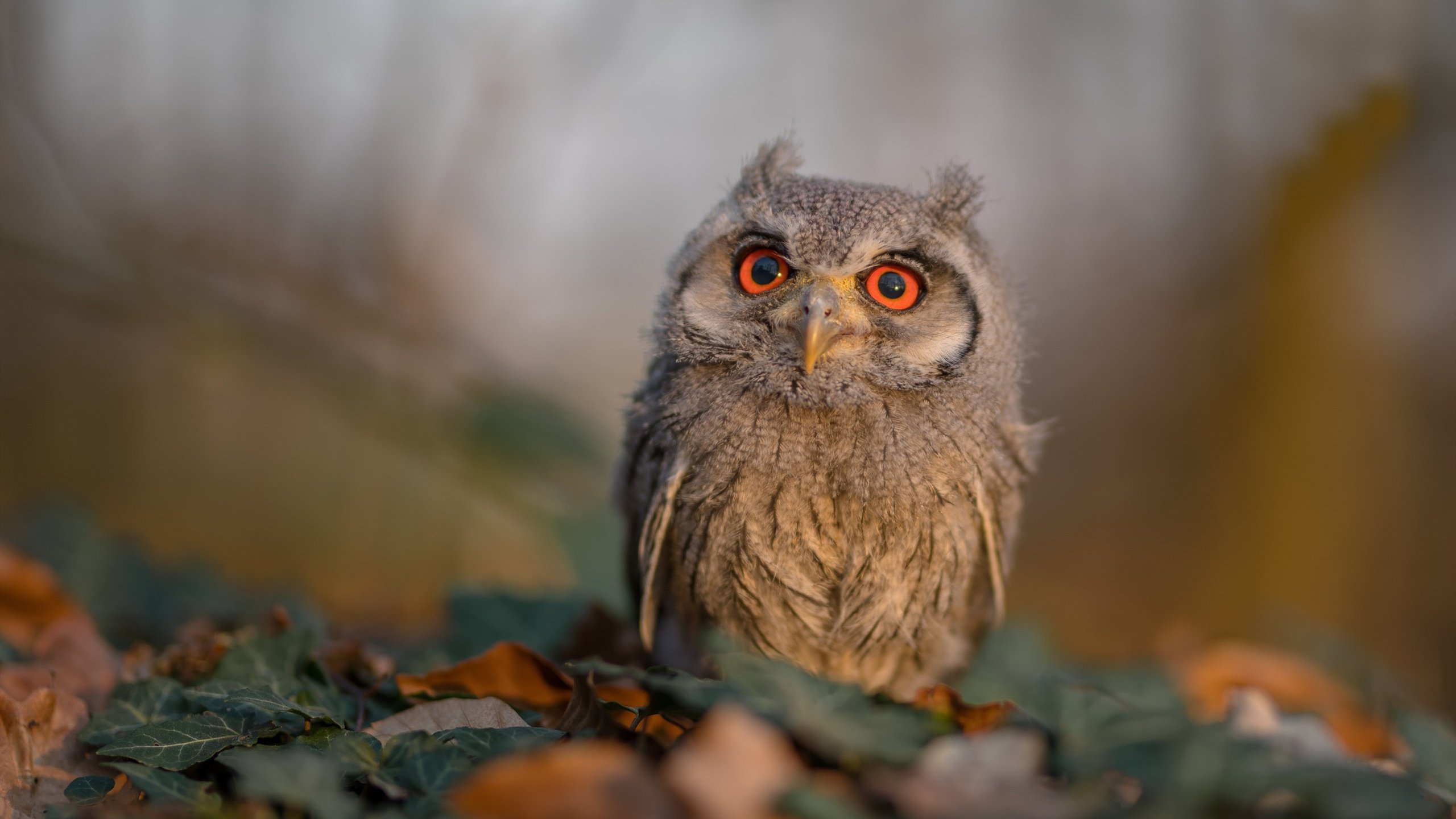 天使之翼撕裂诺坎普，迪马利亚末节接管比赛，马里演绎终极爆冷