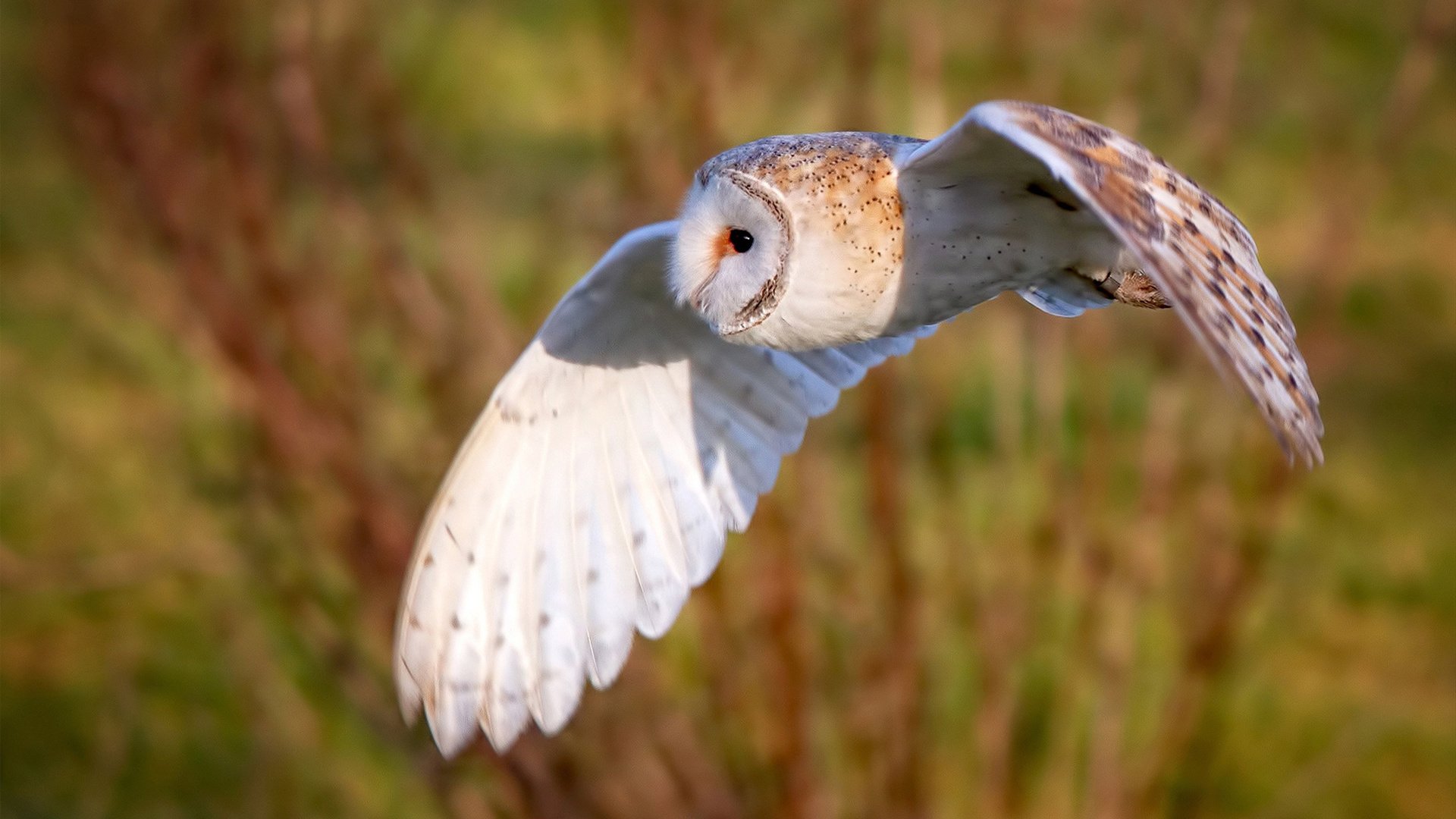 火线破防!上海主场迎战火箭,武切维奇降维打击完全展现个人统治力