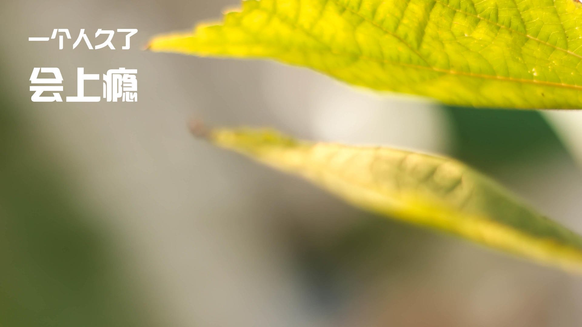 卡塔尔碾压那不勒斯,阿劳霍成定海神针