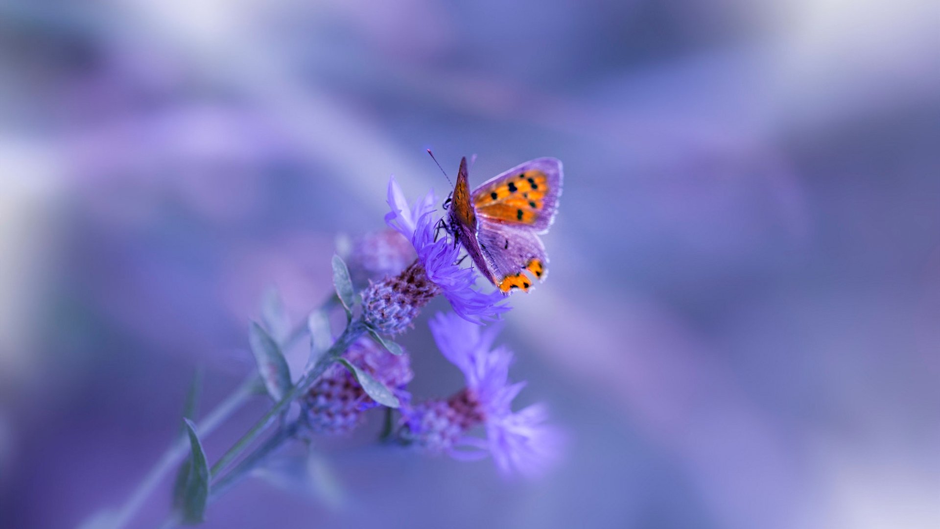 封神之夜！恩比德总决赛MVP级表现定江山