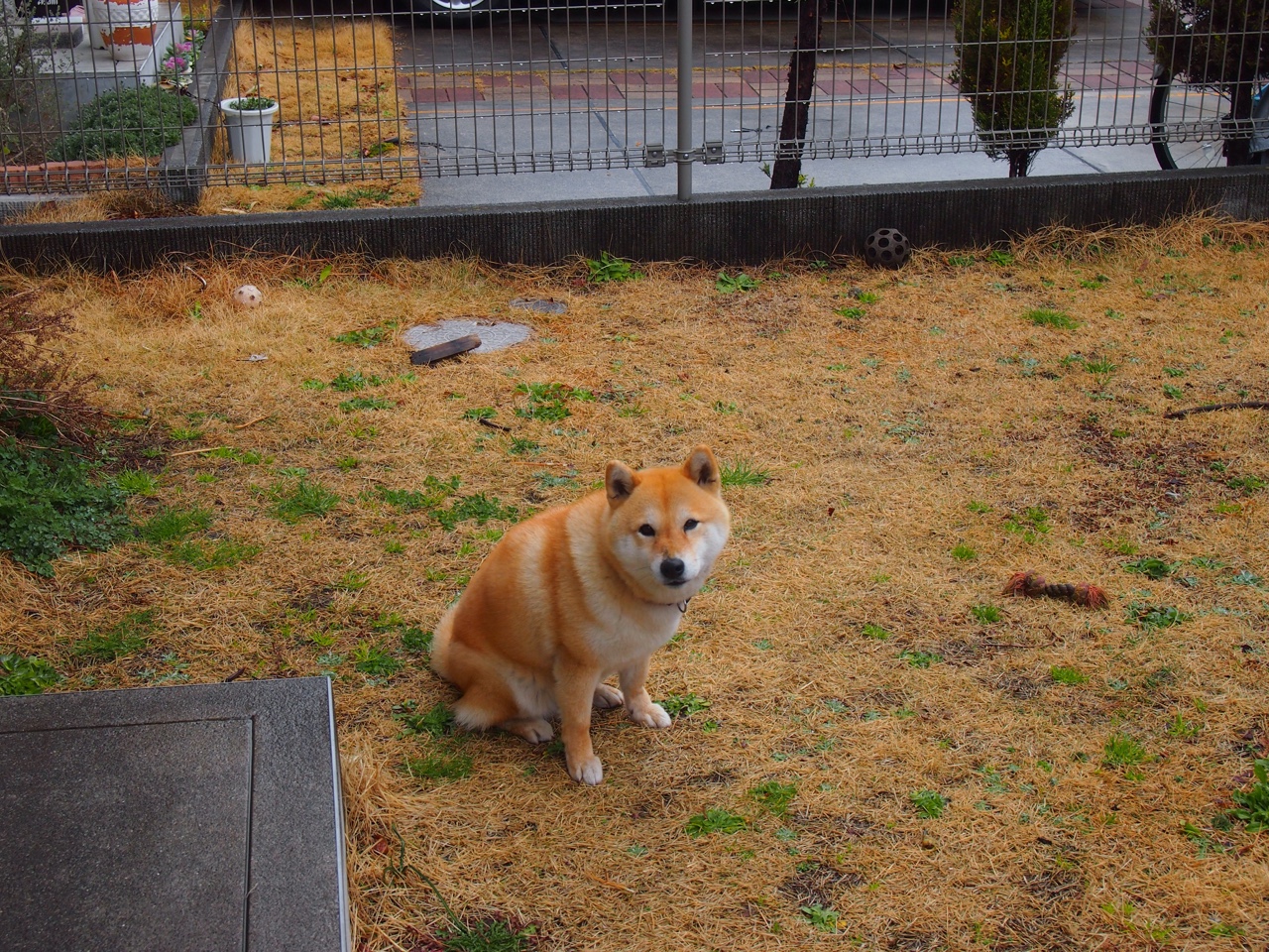 雄鹿稳胜活塞,小贾伦统治级数据闪耀赛场