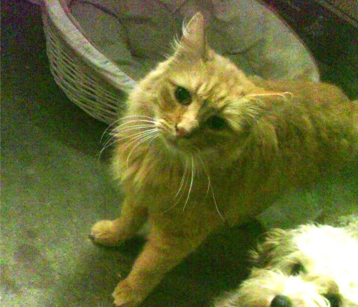 奥利维耶惊天爆发，丹麦力量击溃塞维利亚